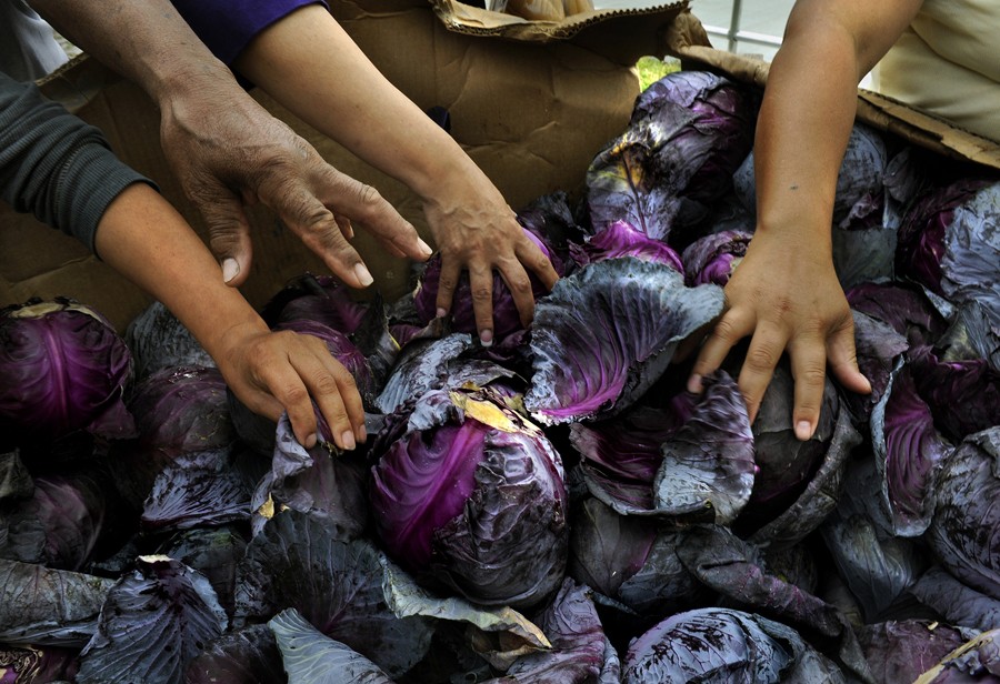 Hobe Sound, Fla.: People in the Dunbar neighborhood of Hobe Sound reach for free cabbage at a food pantry in Hobe Sound. Many low-income seniors do not participate in the food stamps program, known as SNAP, even though they qualify, because they are either too proud or unaware of the program. So recruiters in St. Lucie County work to persuade reluctant seniors to take the SNAP funds for which they are eligible. (April 23, 2013)