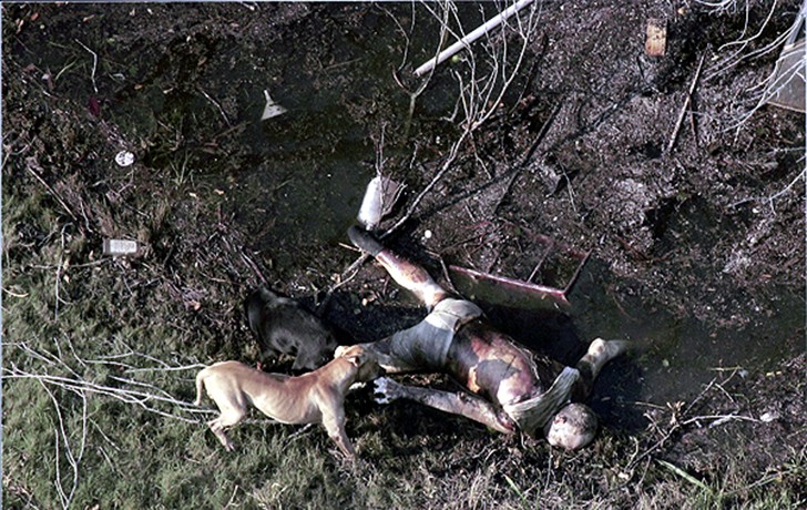 New Orleans, LA -- Hungry dogs fed on a corpse washed up at the edge of receding floodwaters. 
